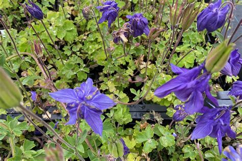 Alpenakelei Aquilegia Alpina Border And Vaste Planten