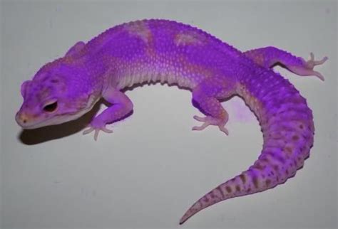 New Leopard Gecko Morph Leopard Gecko Leopard Gecko Morphs Gecko