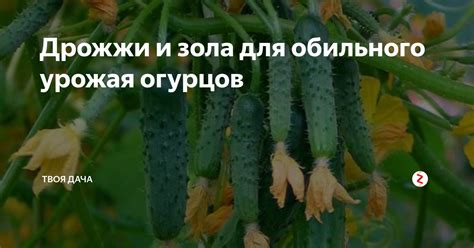Дрожжи и зола для обильного урожая огурцов | Твоя Дача | Дзен