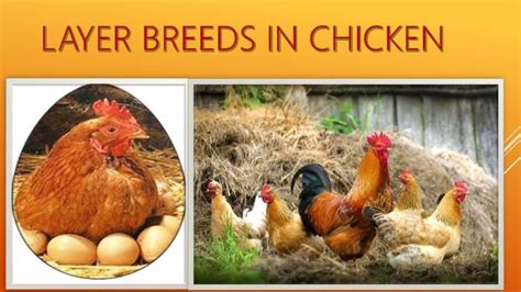 layer breeds in chicken