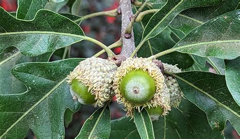 Identifier les arbres et les arbustes du Québec Les chênes Où