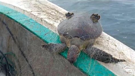 Presas Em Redes De Pesca Tartarugas S O Resgatadas No Mar Em Sc Hora