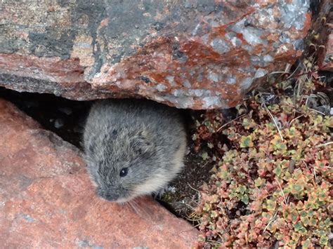 An Important New Study On Lemming Cycles Project Snowstorm