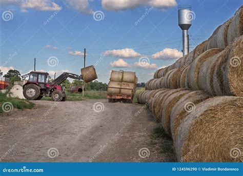 Tractor Carrying Hay Bale Rolls Stacking Them On Pile Agricultural