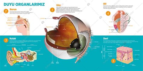 Duyu Organlarımız