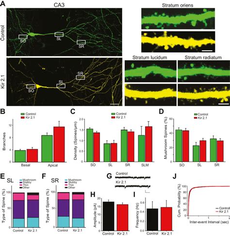 CA3 pyramidal neurons develop normally even if intrinsic excitability ... 