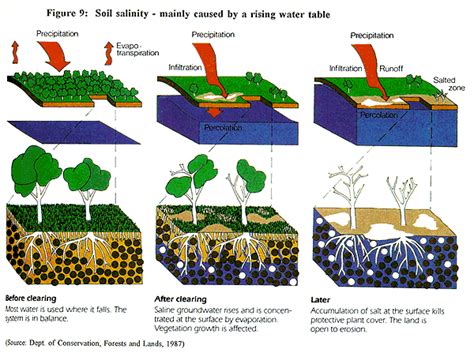 Salinidad De Los Suelos Estr S H Drico Y Producci N Vegetal Un