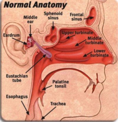 Most Common Causes Of Eustachian Tube Dysfunction