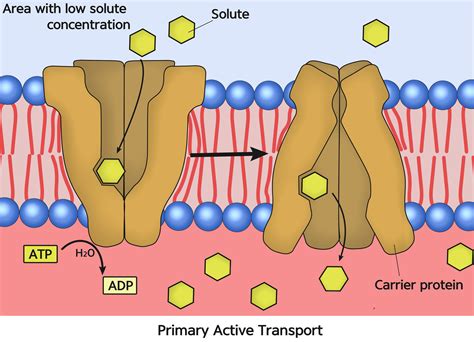 Explain the difference between primary active transport and | Quizlet
