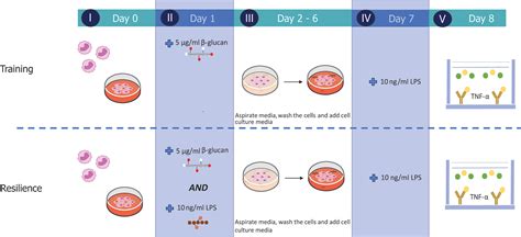 Frontiers Continuous Exposure to Non Soluble β Glucans Induces