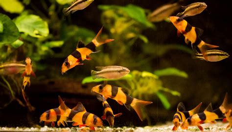 Clown Loach: The Complete Care And Breeding Guide - Fishkeepingfans.com