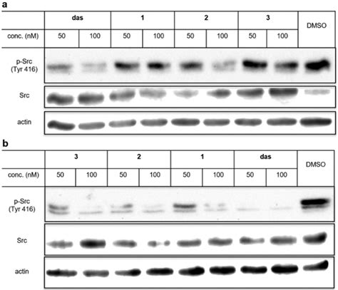 Western Blot Analyses Of The Inhibitory Effect Of P Src Treated With Download Scientific