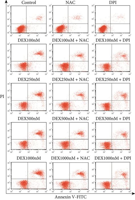 Nox Derived Ros Generation Plays An Important Role In Dex Induced