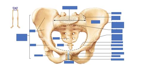 BIO 201 Lab Pelvic Girdle Label Diagram Quizlet