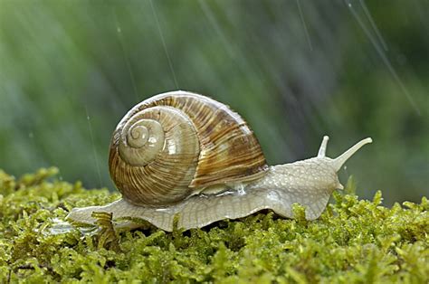 Escargot