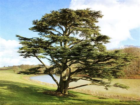 How Tall Do Cedar Trees Grow Plantlolo