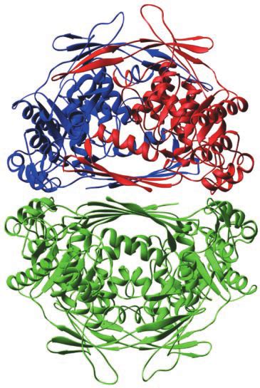 Ribbon Model Of The MIP Synthase Tetramer In The Absence Of Inhibitor