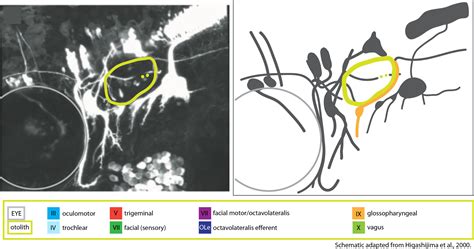 Cranial Nerve Ix Glossopharyngeal Nerve — Zebrafish Ucl