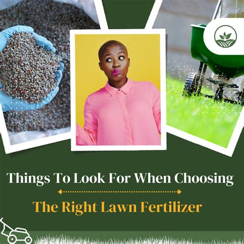 Things To Look For When Choosing The Right Lawn Fertilizer