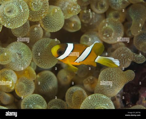 Underwater Yellow Clownfish Close Up Stock Photo Alamy