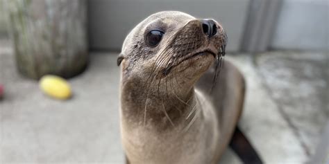 How Can You Train Sea Lions A Step By Step Guide Sea Ocean Info