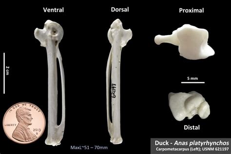 Mallard Duck Metacarpal OsteoID Bone Identification