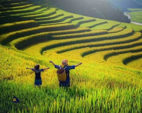 Sapa S Most Beautiful Terraced Rice Fields