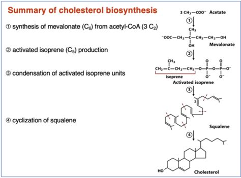 MCAT Lipid Metabolism Flashcards Quizlet