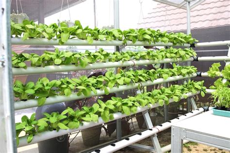 Premium Photo Vegetable Hydroponic System Bok Choy Growing In