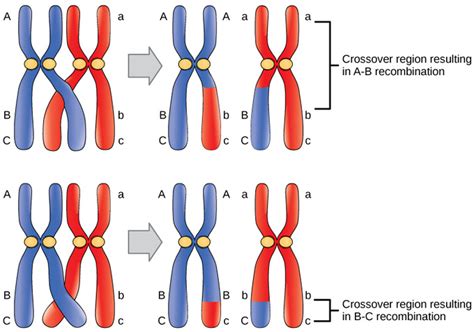 172a Genetic Maps Biology Libretexts