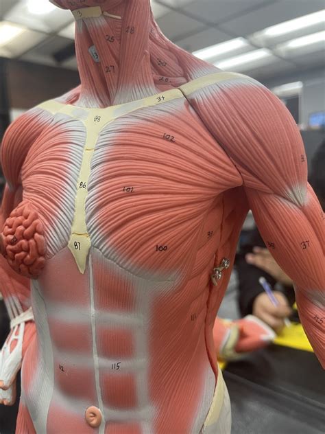 Muscles Connecting The Upper Extremity And Thoracic Wall Diagram Quizlet