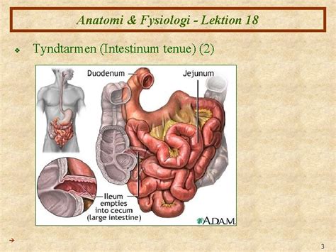 Anatomi Fysiologi XVIII Fordjelsen III 1 Anatomi Fysiologi