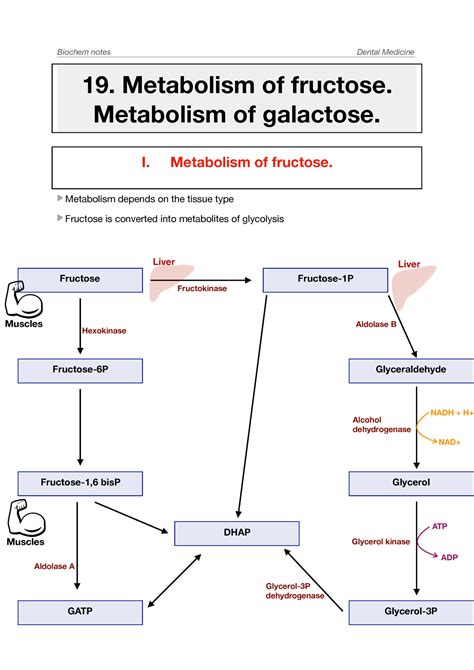 Fructose Metabolism