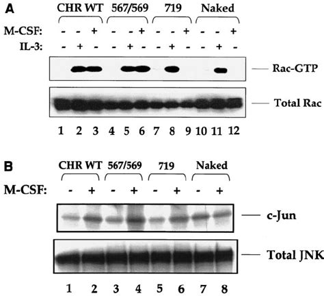 Restoration Of The Src Binding Sites In The Naked C Kit Receptor