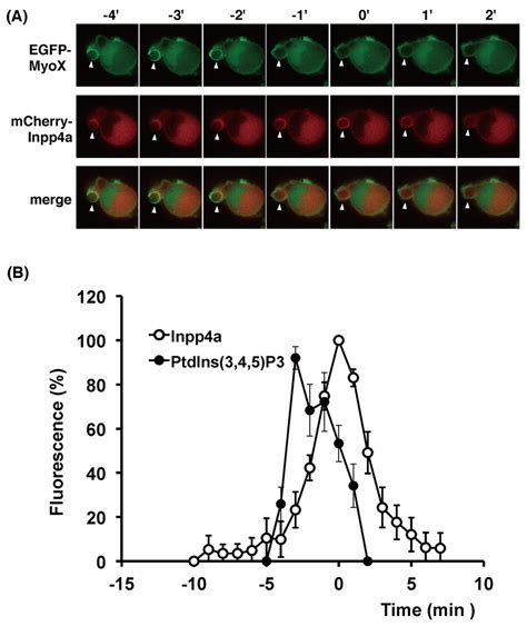 Timing Of Recruitment Of Inpp4a And PtdIns 3 4 5 P3 During Phagosome