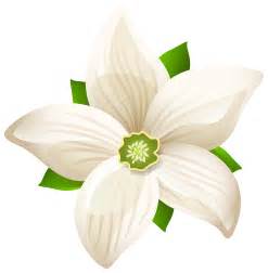 White Flower Clipart Transparent Background Free White Flowers