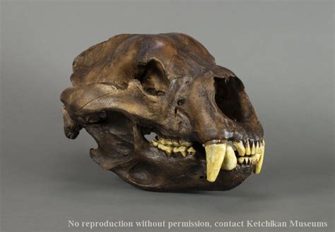 Short Faced Bear Skull Arctodus Simus