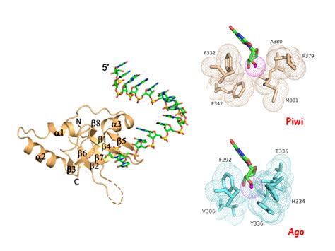 The Dinshaw Patel Lab RNA Silencing Memorial Sloan Kettering Cancer