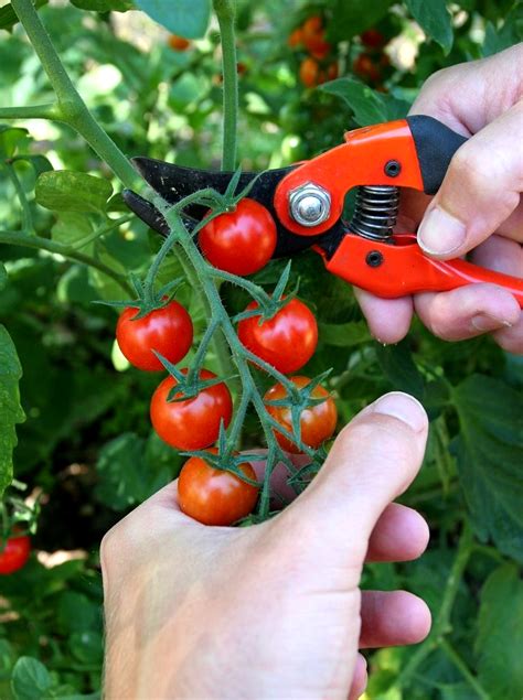 Tomate Cerise Planter Et Cultiver Ooreka