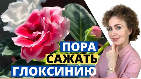 ГЛОКСИНИЯ из семян это легко и просто - YouTube