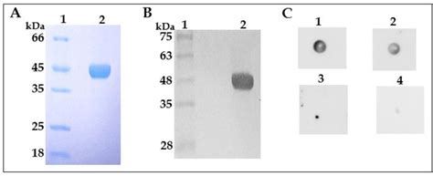 The SDS-PAGE gel, western and dot blot analysis of SWP5 using anti-his... | Download Scientific ...