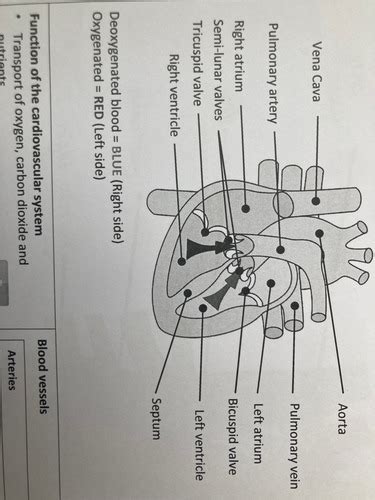 The Structure And Functions Of The Cardiovascular System Flashcards