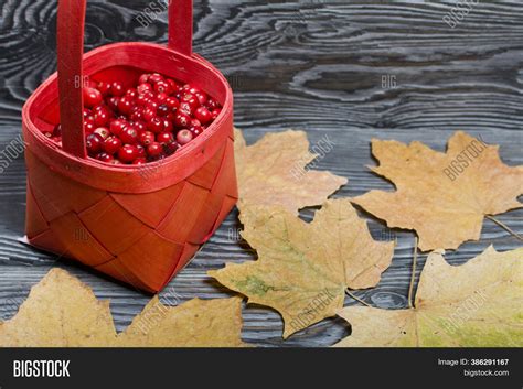 Cranberries Red Basket Image And Photo Free Trial Bigstock