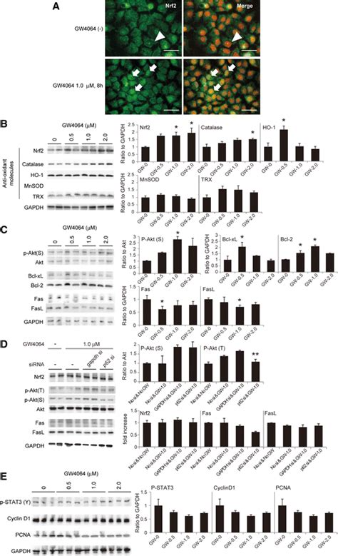 FXR Agonist Activated Nrf2 And Induced The Expressions Of Nrf2