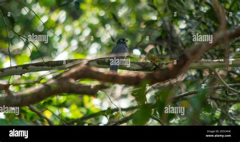 tropical bird in its habitat Stock Photo - Alamy