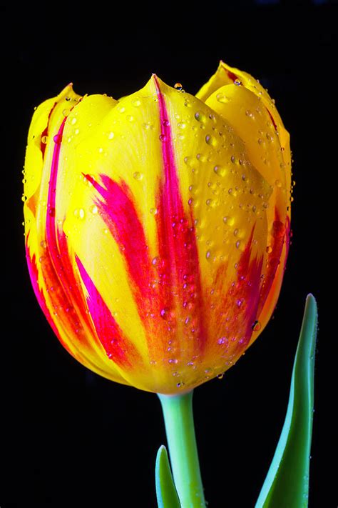 Wonderful Dew Covered Tulip Photograph By Garry Gay Fine Art America