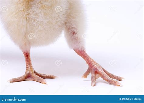 Skinny Bird Legs Royalty Free Stock Photo Image 4452255