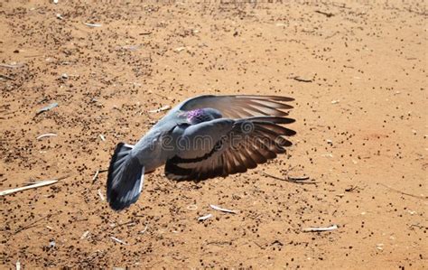 Doves In Flight Stock Image Image Of Wings Guardsnnpigeons 67125443