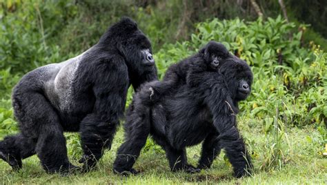 Un Pronto Soccorso Per I Gorilla Di Montagna La Repubblica