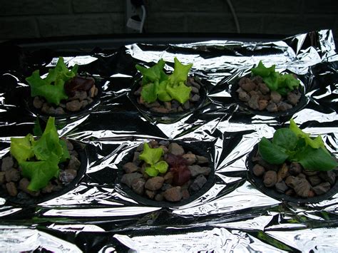 Frugal Hydroponics: Why do I use Silica Stone?